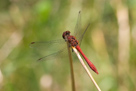Sympetrum sanguineum